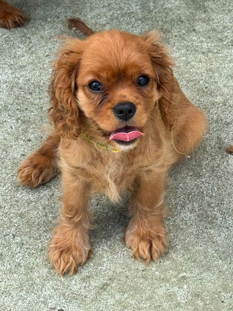 D'Albitru - Chiot disponible  - Cavalier King Charles Spaniel