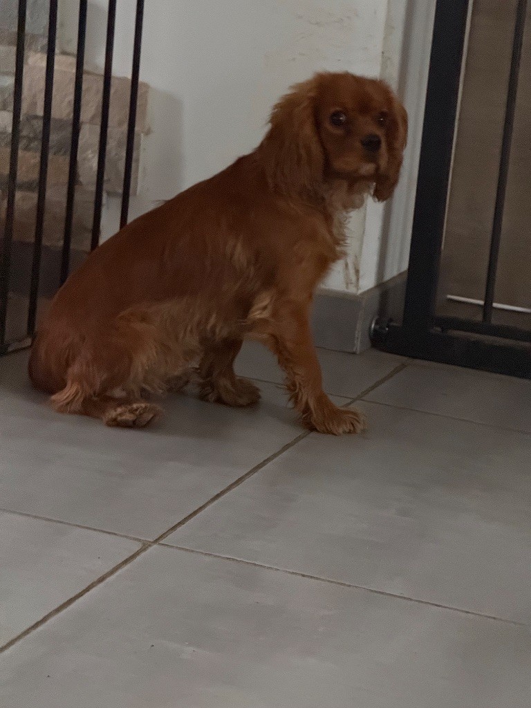 D'Albitru - Chiot disponible  - Cavalier King Charles Spaniel